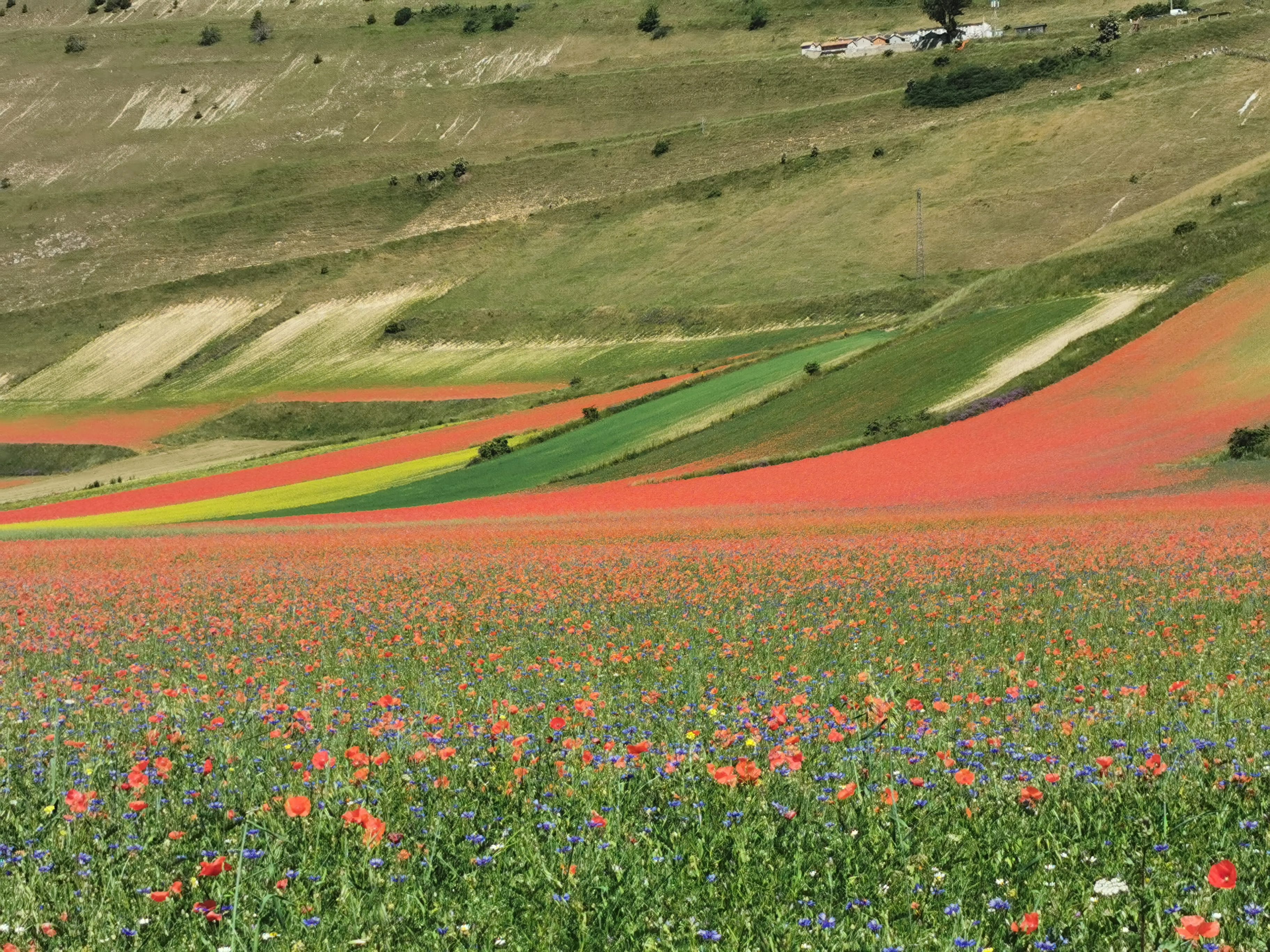 La fioritura sulla piana di Castelluccio